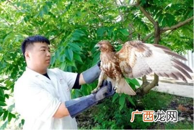 鹞子是国家保护动物吗,雀鹰和巧鹰区别？