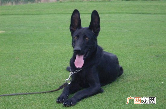 西德牧羊犬,东德牧羊犬和西德牧羊犬的区别？