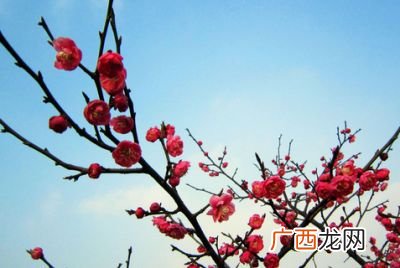 梅花是什么颜色的,梅花都有什么颜色的？