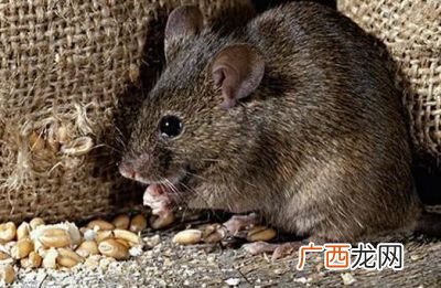 老鼠粘沾身上怎么弄,家里进了老鼠怎么消灭它？