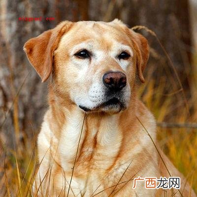 巧克力中的可可碱,会功能于狗狗的神经中枢和心脏,进而让狗狗中 巧克力能喂给狗狗吃吗？