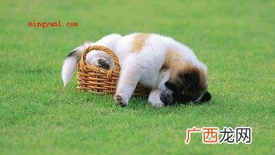 巧克力中的可可碱,会功能于狗狗的神经中枢和心脏,进而让狗狗中 巧克力能喂给狗狗吃吗？