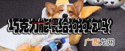 巧克力中的可可碱,会功能于狗狗的神经中枢和心脏,进而让狗狗中 巧克力能喂给狗狗吃吗？
