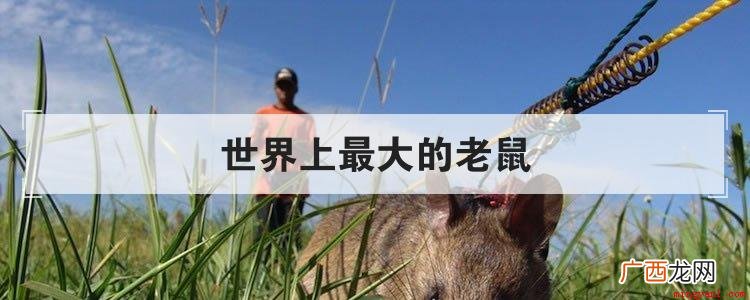 世界上最大的老鼠