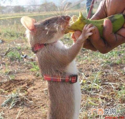 世界上最大的老鼠