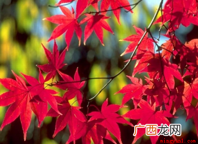 颜色代表的意义