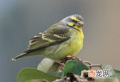 金青鸟公母咋分,金青鸟公母都会大叫吗？