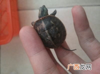 哪种龟的寿命最长,十大寿命最长的陆龟？