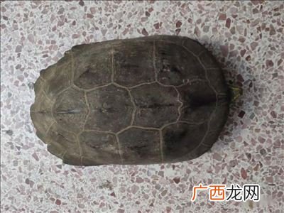 山龟是几级保护动物,三龙骨龟几级保护动物?