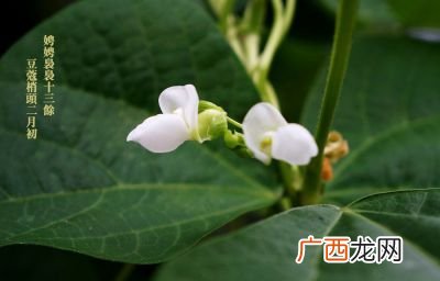 豆蔻年华是什么意思,豆蔻年华是什么意思？