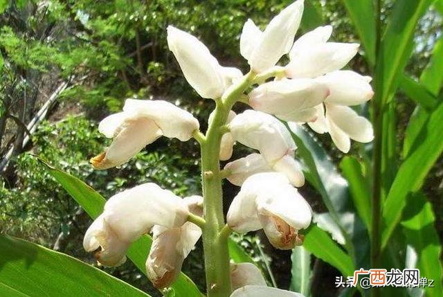 豆蔻年华是什么意思,豆蔻年华是什么意思？