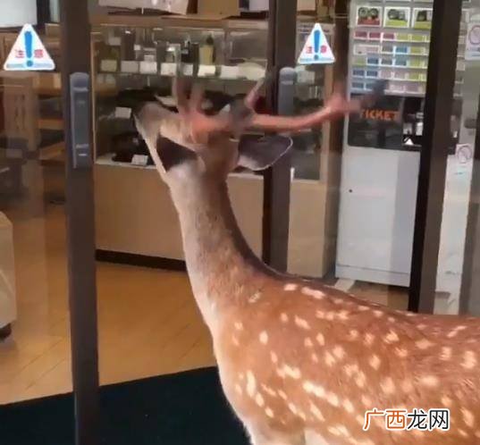 小鹿一般吃什么食物,小鹿有怎样的生活习？