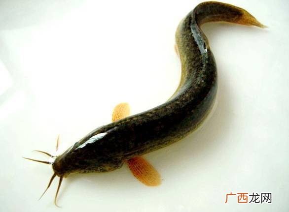 泥鳅钓鱼是怎么回事,如何钓泥鳅的技巧和方法？