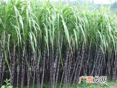 蔗可以组什么词,庶可以组什么词？