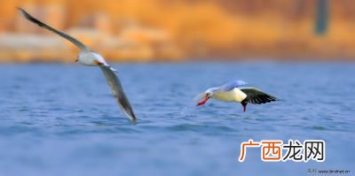 鸥水相依是什么意思,形容离不开的成语？
