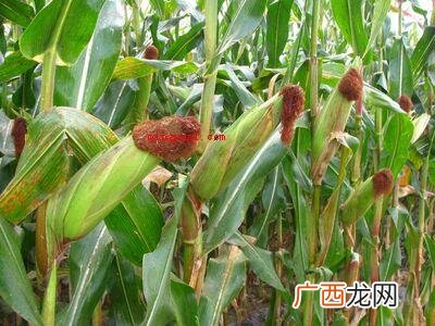 秋季熟透的粮食作物有哪些? 秋天成熟的农作物有哪些？