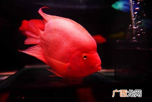热带鱼红鹦鹉,热带鱼红鹦鹉怎么区分公母？