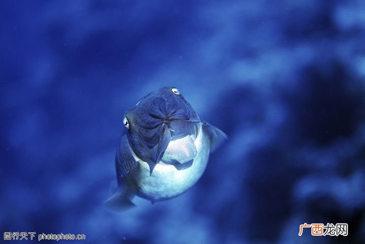 深海生物有哪些,10000米深海中的八大恐怖生物?