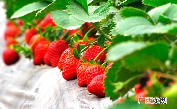 草莓种子怎么种,草莓籽怎么种？