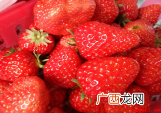 为何丹东草莓尤其好吃 怎样选购到纯正的丹东99草莓 为什么丹东草莓特别好吃