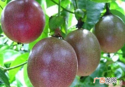 西番莲和百香果的区别,西番莲和百香果的区别？