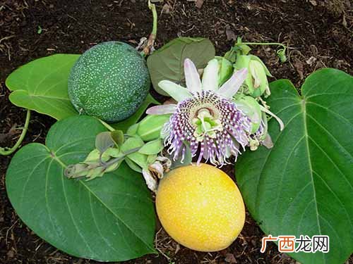 西番莲和百香果的区别,西番莲和百香果的区别？