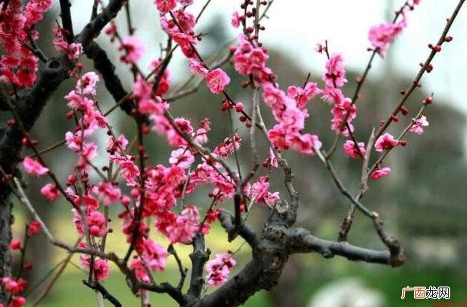 中国国花是梅花还是牡丹