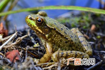青蛙属于哪类动物,青蛙到底是什么种类的动物？