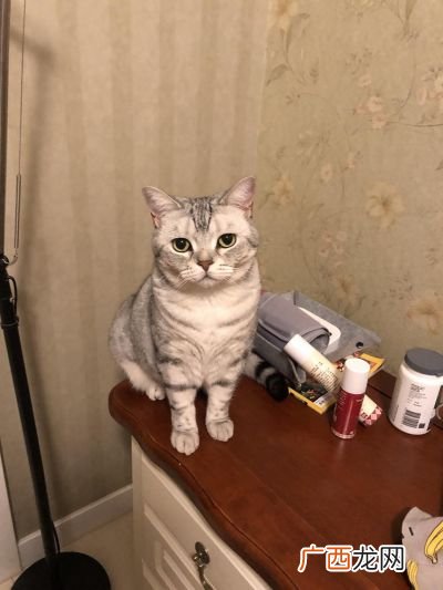 猫咪突然咬人是怎么回事,为什么猫猫蹭着突然咬一下人？