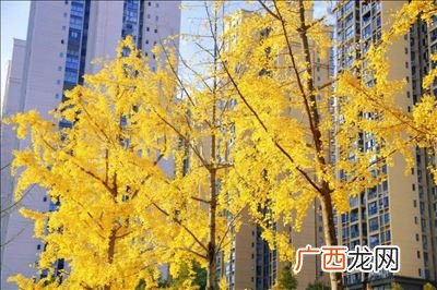 灿然和粲然的意思,粲的读音、字意？