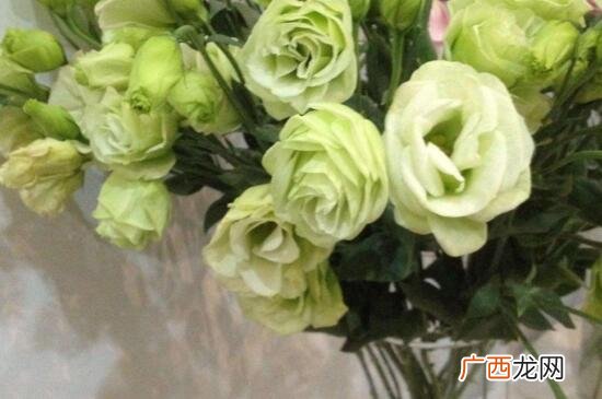 绿色洋桔梗花语是什么,绿色的花代表什么意思？