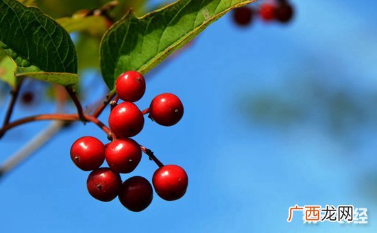 红豆怎么种,红豆种植时间和方法？