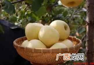 奶油苹果究竟是什么苹果 奶油苹果到底是什么苹果