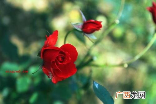 玫瑰花的颜色艳丽,有海蓝色的,有洁白的 描写玫瑰花样子的句子有哪些？