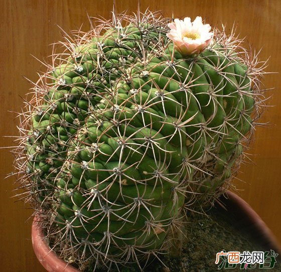 什么是仙人掌的缀化,像山峰一样的仙人掌叫什么?