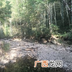 淡竹在哪个地方,河南为什么产竹子？主要在哪些地区？