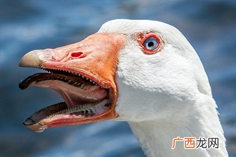 问一下鹅的种类,鹅的品种如何分类？