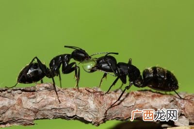 黑蚂蚁可以吃吗,为什么黑蚁吃果蝇会死的？