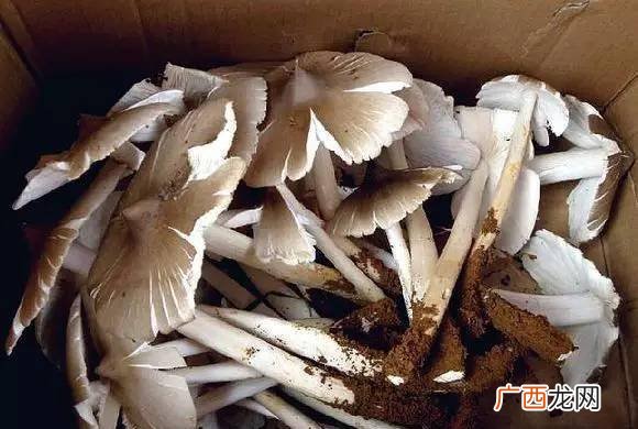 人工鸡枞菌是怎么种的,为什么只有黑皮鸡枞菌可以人工种植？