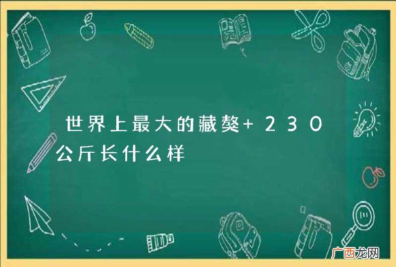 世界上最大的藏獒 230公斤长什么样