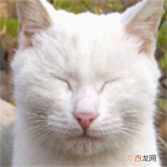 小猫爱咬人怎么办,如何教育猫咪不咬人七种方法?
