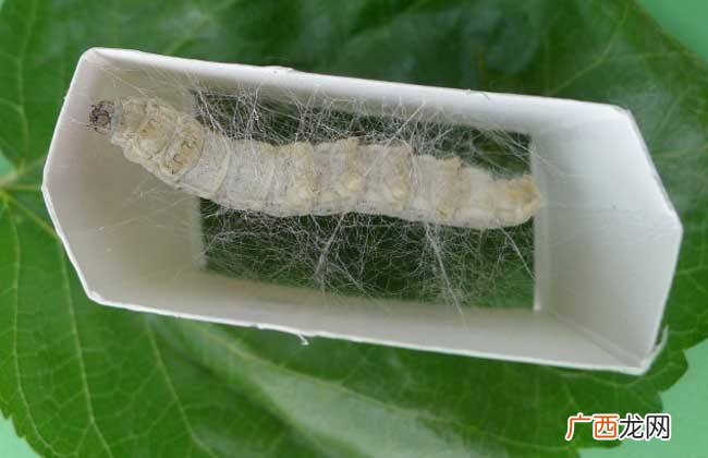 蚕为什么要结茧,蚕为什么没到结茧的时候乱吐丝？