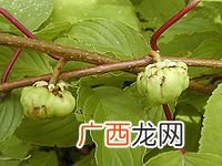 木天蓼是什么,怪物猎人里木天蓼爆弹炸自己什么意思？