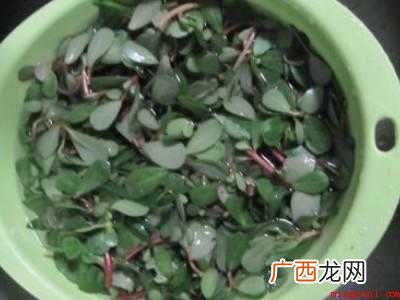 蚂蚱菜怎么吃