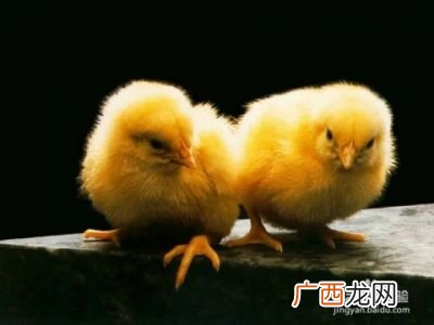 小鸡怎么分公母,鸡的公母是什么决定的？