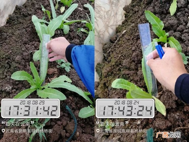 南蛇勒叶作用,南蛇簕的果实有什么用？