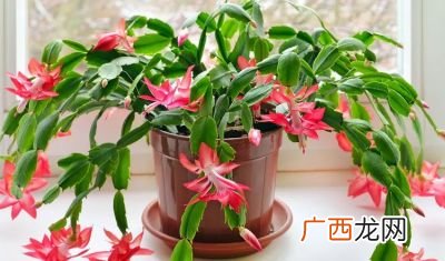 蟹爪兰夏天能晒太阳吗,春天多少度蟹爪兰可以直接晒太阳？
