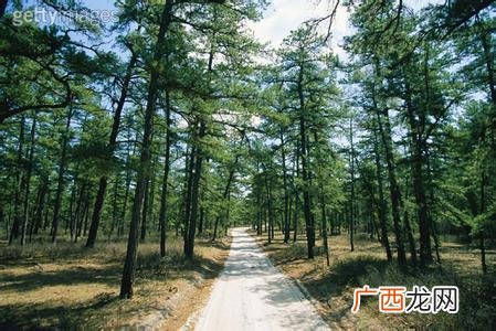 什么是针叶木,什么叫固雅木？