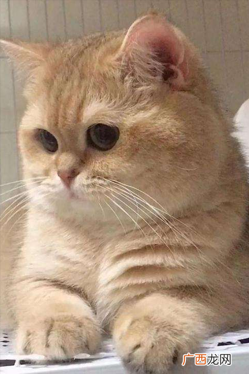 猫咪有蒜瓣毛，是主人养得很好吗 蒜瓣毛是什么意思