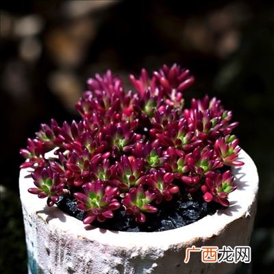 紫米粒怎么养,20种多肉耐寒排名？